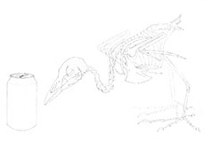 moorhen skeleton