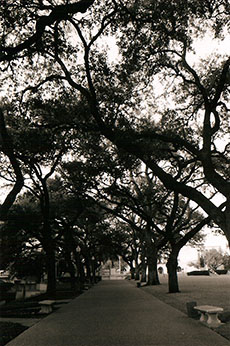 live oaks